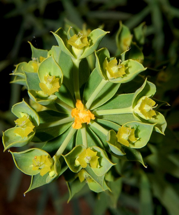 Aiuto per Euphorbia biumbellata